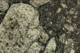 Polished Eucrite Meteorite ( g) Slice - Africa #247019-1